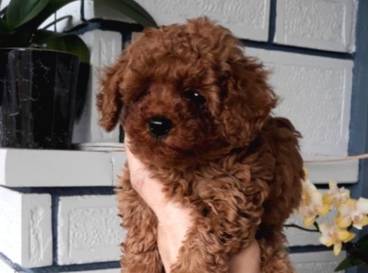 Di̇şi̇ Teacup 800Gr görsel