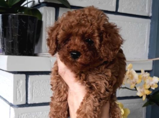 Di̇şi̇ Teacup 800Gr görsel