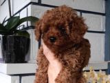 Di̇şi̇ Teacup 800Gr