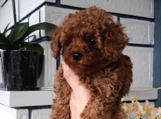 Di̇şi̇ Teacup 800Gr görsel