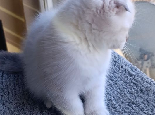 Scottish Fold görsel