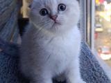 Scottish fold