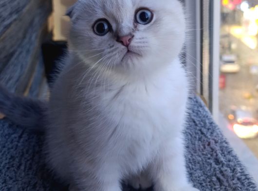 Scottish Fold