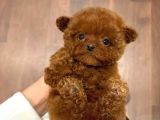 Türkiyenin en iddialı poodle bebekleri