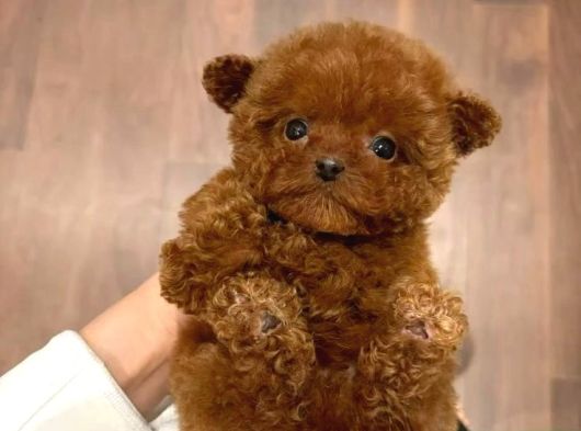 Türkiyenin En Iddialı Poodle Bebekleri