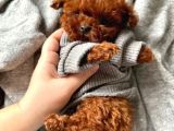 Türkiyenin en iyi Teacup poodle Kurabiyeleri