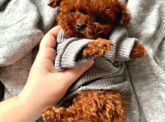 Türkiyenin En Iyi Teacup Poodle Kurabiyeleri