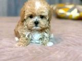 MALTİPOO CİNSİ YAVRULAR EV ÜRETİMİ