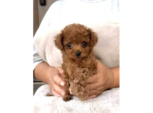 Toy Poodle Sevi̇mli̇ Yavrular Ev Üreti̇mi̇ görsel