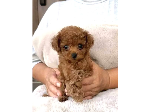 Toy Poodle Sevi̇mli̇ Yavrular Ev Üreti̇mi̇
