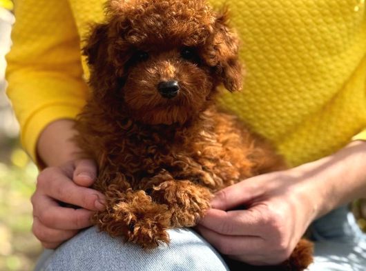 Toy Poodle Sevi̇mli̇ Yavrular Ev Üreti̇mi̇ görsel