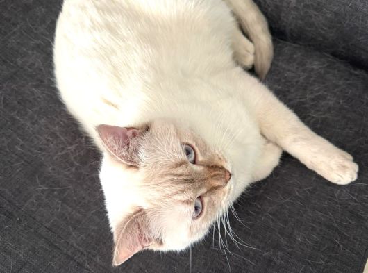 Sağlıklı Ve Uysal Scottish Erkek Kedi Kısır Ve Aşılı görsel