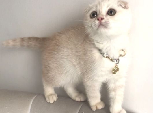 Scottish Fold Krem Gold Oğlum