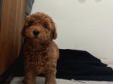 Kilo Garantili ToyPoddle