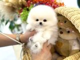 Bakanlık onaylı Villadan Safkan tuvalet eğitimli Pomeranian