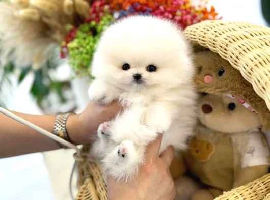 Bakanlık Onaylı Villadan Safkan Tuvalet Eğitimli Pomeranian