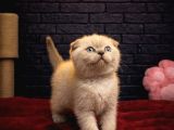Bri̇tti̇sh Shorthai̇r Yavrularimiz