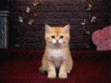 Bri̇tti̇sh Shorthai̇r Yavrularimiz