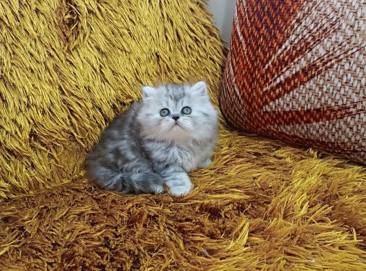 Kusursuz Brti̇sh Longhai̇r Yavrular görsel