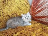 Brti̇sh Shorthai̇r Whi̇skas