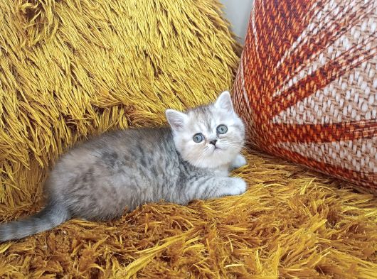 Brti̇sh Shorthai̇r Whi̇skas görsel