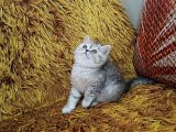 BRTİSH SHORTHAİR WHİSKAS