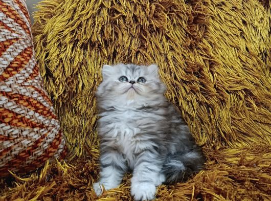 Kusursuz Güzelli̇kde Yavrular görsel