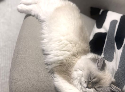 Bluepoint 2 Aylık Masmavi Gözlü Pamuk Tüylü Oyuncu  görsel