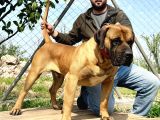 Presa Canario Yavru A Scr