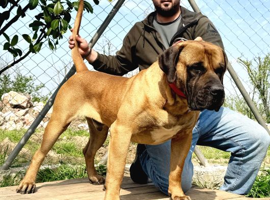 Presa Canario Yavru A Scr görsel