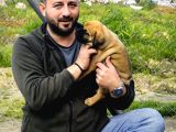 Presa Canario Yavru A Scr