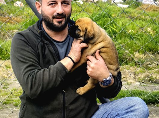 Presa Canario Yavru A Scr görsel