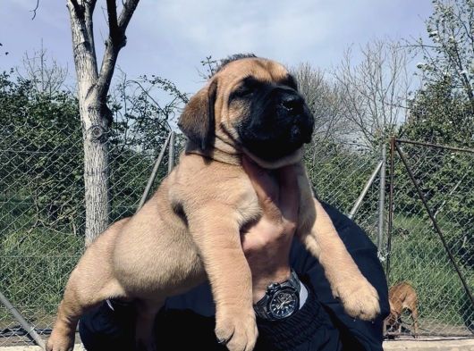 Presa Canario Yavru A Scr
