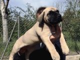 Presa Canario Yavru A Scr