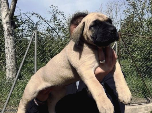 Presa Canario Yavru A Scr görsel