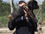 Presa Canario Yavru A Scr