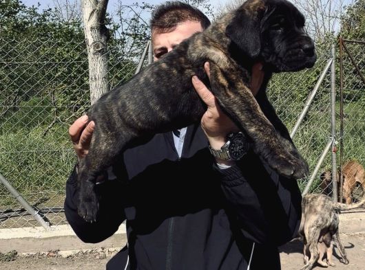 Presa Canario Yavru A Scr görsel