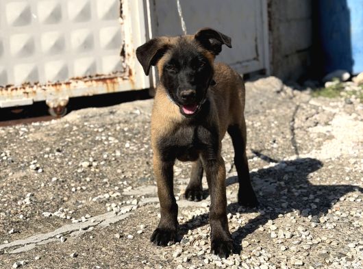 A Kalite Belçika Malinois Erkek Yavrumuz görsel