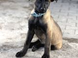 A Kalite Belçika Malinois Erkek Yavrumuz
