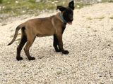 A Kalite Belçika Malinois Erkek Yavrumuz