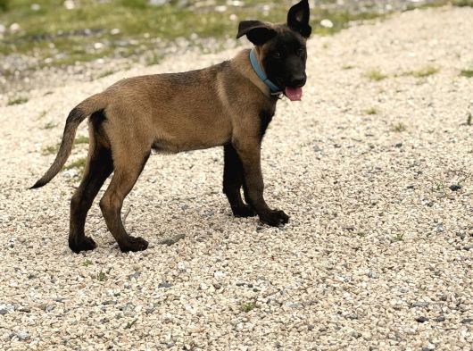 A Kalite Belçika Malinois Erkek Yavrumuz görsel