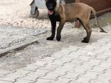 A Kalite Belçika Malinois Erkek Yavrumuz