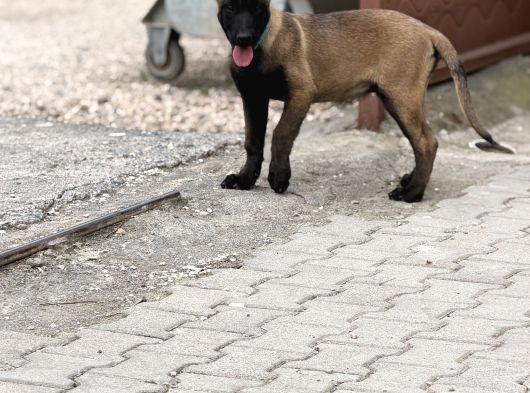 A Kalite Belçika Malinois Erkek Yavrumuz görsel