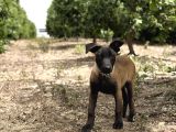 A kalite belçika malinois erkek yavrumuz