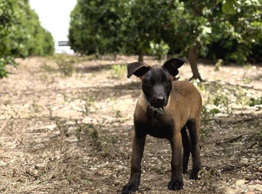 A Kalite Belçika Malinois Erkek Yavrumuz