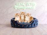 aNATOMİ HARİKASIGOLDEN BRİTİSH BEBEKLER