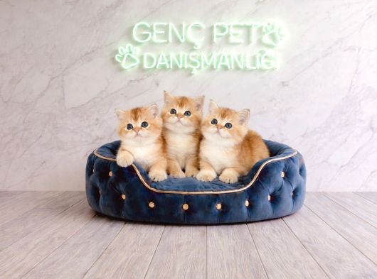 aNATOMİ HARİKASIGOLDEN BRİTİSH BEBEKLER