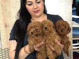 Red Brown Mükkemel Toy Poodle Yavrularım