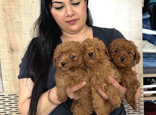 Red Brown Mükkemel Toy Poodle Yavrularım görsel