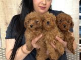 Red Brown Mükkemel Toy Poodle Yavrularım